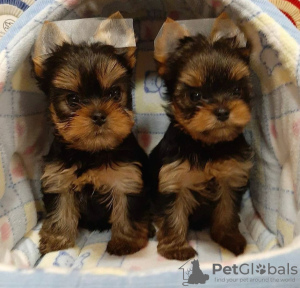 Foto №2 zu Ankündigung № 43045 zu verkaufen yorkshire terrier - einkaufen Deutschland züchter