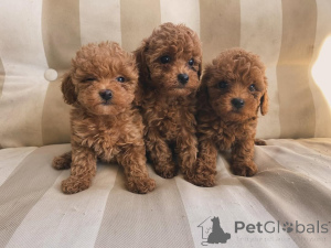 Foto №1.  - zum Verkauf in der Stadt Bayerisch Eisenstein | verhandelt | Ankündigung № 158056