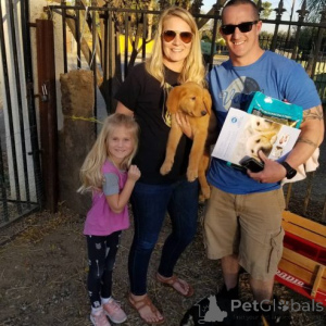 Foto №2 zu Ankündigung № 167334 zu verkaufen golden retriever - einkaufen Die Philippinen quotient 	ankündigung