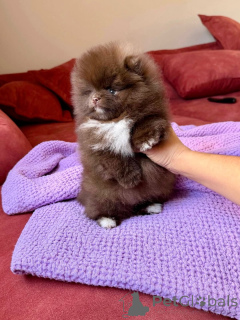 Foto №3. Guter Begleiter. Großbritannien