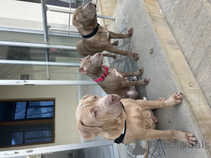 Foto №3. Zwinger bietet Pitbull-Welpen an. Aserbaidschan