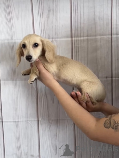 Foto №2 zu Ankündigung № 94663 zu verkaufen dackel - einkaufen Rumänien quotient 	ankündigung