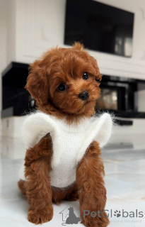 Foto №2 zu Ankündigung № 163964 zu verkaufen malteser - einkaufen Deutschland züchter