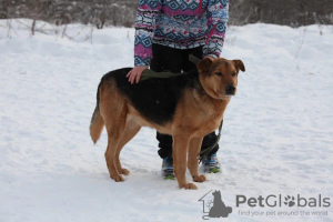 Foto №3. Der wundervolle Hund Steve träumt von einem Zuhause.. Russische Föderation