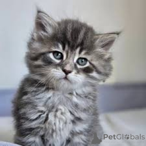 Foto №3. Myytävät siperiankissanpennut. Finnland