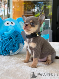 Foto №3. Entzückende Chihuahua-Welpen bereit für ein liebevolles Zuhause. Deutschland
