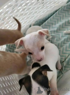 Foto №2 zu Ankündigung № 166829 zu verkaufen chihuahua - einkaufen Großbritannien quotient 	ankündigung, züchter