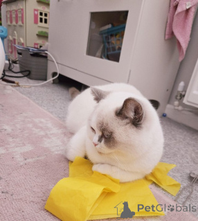 Foto №3. British Shorthair Color Point Männlich. Deutschland