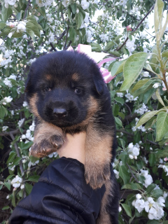 Zusätzliche Fotos: Verkaufen von reinrassigen Schäferhundwelpen, Mädchen.