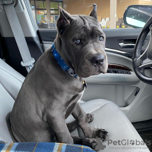 Foto №1. cane corso italiano - zum Verkauf in der Stadt Gothenburg | 650€ | Ankündigung № 119549