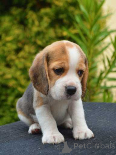 Foto №2 zu Ankündigung № 167675 zu verkaufen beagle - einkaufen Deutschland quotient 	ankündigung, züchter