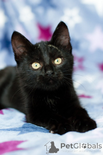 Foto №4. Ich werde verkaufen  in der Stadt Minsk. quotient 	ankündigung - preis - Frei