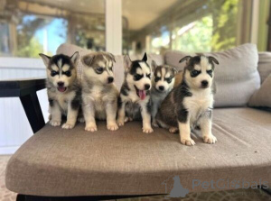 Foto №2 zu Ankündigung № 149699 zu verkaufen siberian husky - einkaufen Deutschland quotient 	ankündigung