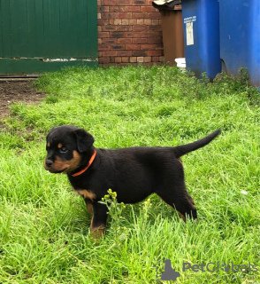 Foto №2 zu Ankündigung № 99359 zu verkaufen rottweiler - einkaufen Deutschland quotient 	ankündigung