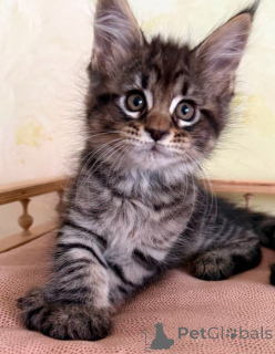 Foto №1. maine-coon-katze - zum Verkauf in der Stadt Bad Klinkirchheim | 350€ | Ankündigung № 171165