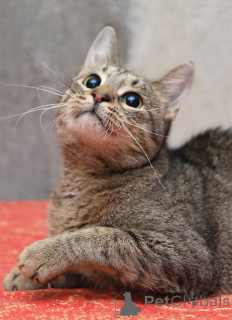 Foto №3. Junge Tigerkatze Sema sucht ein Zuhause. Russische Föderation