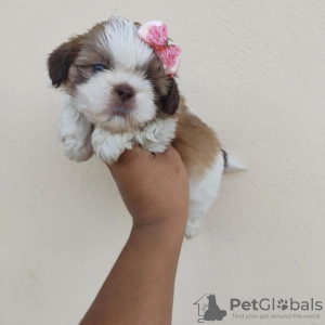 Foto №2 zu Ankündigung № 42827 zu verkaufen shih tzu - einkaufen USA züchter