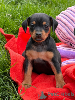 Foto №2 zu Ankündigung № 171800 zu verkaufen zwergpinscher - einkaufen Frankreich 
