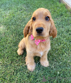 Foto №1. english cocker spaniel - zum Verkauf in der Stadt Andelst | verhandelt | Ankündigung № 161299
