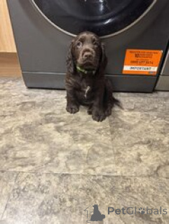 Foto №2 zu Ankündigung № 168838 zu verkaufen amerikanischer cocker spaniel - einkaufen Frankreich züchter