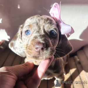 Foto №2 zu Ankündigung № 171769 zu verkaufen dackel - einkaufen Tschechische Republik quotient 	ankündigung