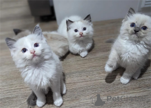 Foto №1. ragdoll-katze - zum Verkauf in der Stadt Beiersdorf | 350€ | Ankündigung № 153368