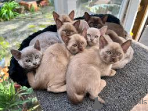 Foto №1. burma-katze - zum Verkauf in der Stadt Tampere | 400€ | Ankündigung № 168127