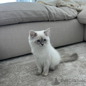 Foto №2 zu Ankündigung № 89863 zu verkaufen sibirische katze - einkaufen Australien 