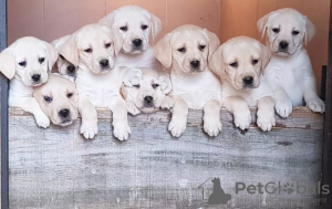 Foto №1. labradoodle - zum Verkauf in der Stadt Belgrad | verhandelt | Ankündigung № 126412
