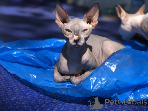 Foto №4. Ich werde verkaufen sphynx cat in der Stadt Zürich. quotient 	ankündigung - preis - verhandelt