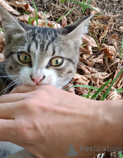 Foto №1.  - zum Verkauf in der Stadt Moskwa | Frei | Ankündigung № 156235