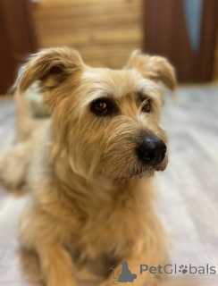 Foto №1. mischlingshund - zum Verkauf in der Stadt Chimki | Frei | Ankündigung № 158139