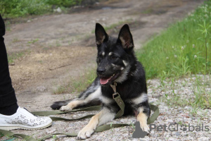 Foto №2 zu Ankündigung № 21675 zu verkaufen mischlingshund - einkaufen Russische Föderation quotient 	ankündigung