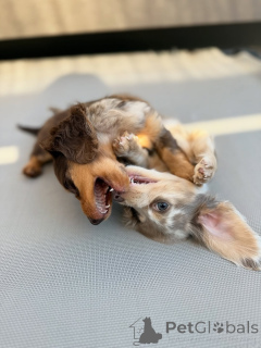 Foto №4. Ich werde verkaufen  in der Stadt Helsinki. quotient 	ankündigung, aus dem tierheim - preis - 500€