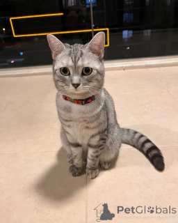 Foto №3. Lernen Sie Oliver kennen, den kleinen Herrn mit goldenem Herzen und königlicher. Italien