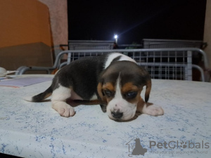 Foto №1. beagle - zum Verkauf in der Stadt Nemenikuće | verhandelt | Ankündigung № 73026