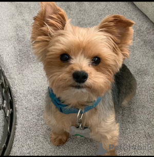 Foto №2 zu Ankündigung № 137631 zu verkaufen yorkshire terrier - einkaufen Deutschland züchter