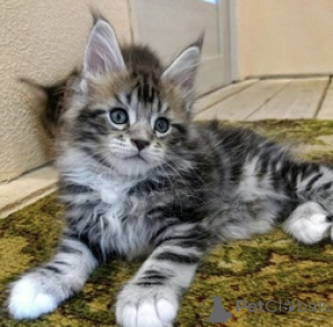 Foto №1. maine-coon-katze - zum Verkauf in der Stadt Balta | 300€ | Ankündigung № 172664
