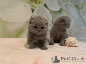 Foto №3. Schöne geimpfte Scottish Fold-Kätzchen jetzt verfügbar. Deutschland