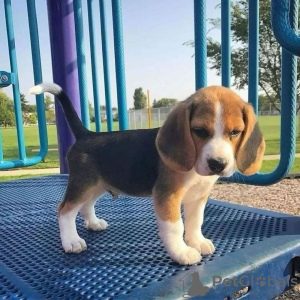 Foto №4. Ich werde verkaufen beagle in der Stadt Potsdam. quotient 	ankündigung - preis - 360€