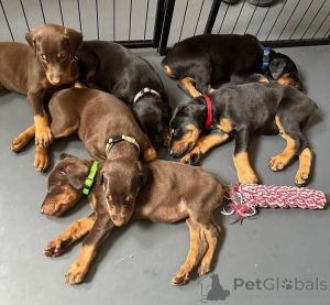 Foto №3. Urocze szczenięta dobermana do adopcji. Polen