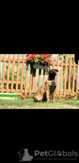 Foto №1. belgischer schäferhund - zum Verkauf in der Stadt Suwałki | 2000€ | Ankündigung № 101610