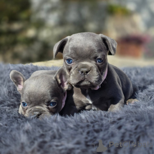 Foto №3. Reinrassige Französische Bulldoggenwelpen mit außergewöhnlichem Temperament. Frankreich