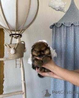 Foto №2 zu Ankündigung № 138053 zu verkaufen  - einkaufen Spanien 