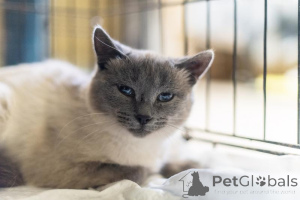 Foto №1.  - zum Verkauf in der Stadt Chimki | Frei | Ankündigung № 159059