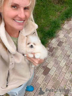 Foto №2 zu Ankündigung № 27902 zu verkaufen pommersche spitz - einkaufen Deutschland quotient 	ankündigung