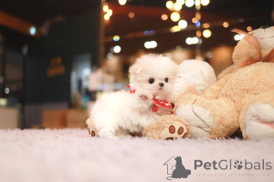 Foto №3. Dean Janet Kay Welpen Haus. USA