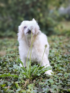 Zusätzliche Fotos: Chinesischer Schopfhund