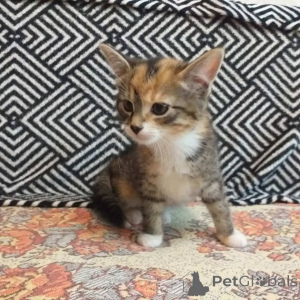 Foto №2 zu Ankündigung № 145290 zu verkaufen  - einkaufen Weißrussland quotient 	ankündigung