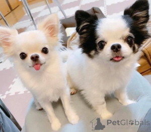 Foto №1. mischlingshund - zum Verkauf in der Stadt Гамбург | verhandelt | Ankündigung № 139187